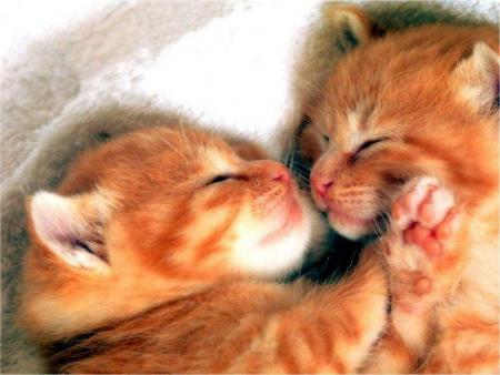 comment examiner un chaton