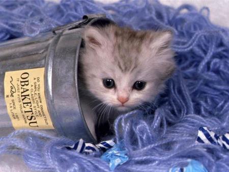 les besoins vitaux du chatons